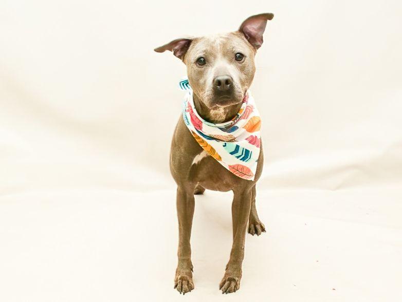 Enlarge Jade, an adoptable mixed breed in Sanford, FL image 4/4