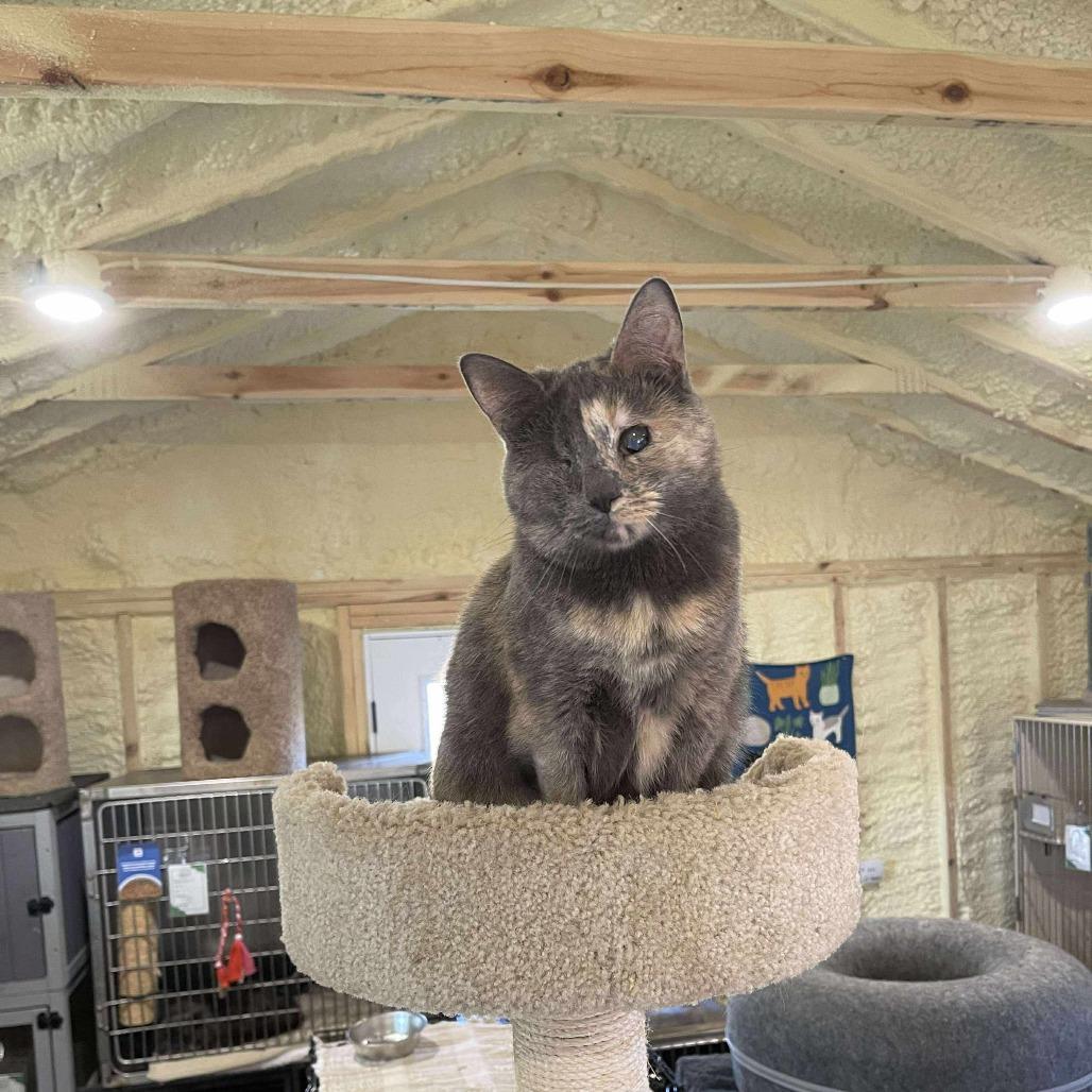 Misty - Sponsored!, Adoptable, Adult Female Domestic Short Hair.