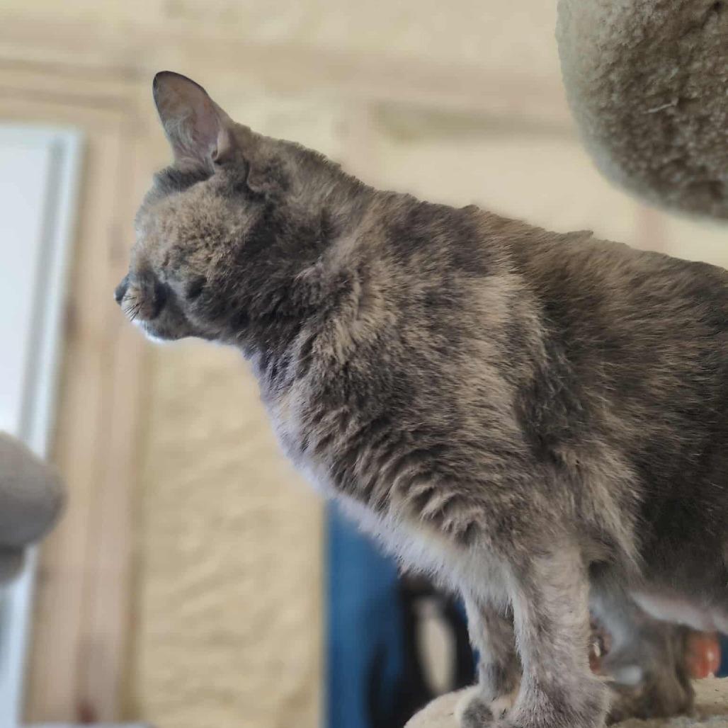 Misty - Sponsored!, a Adoptable Domestic Short Hair in Park Falls, WI image 2/4