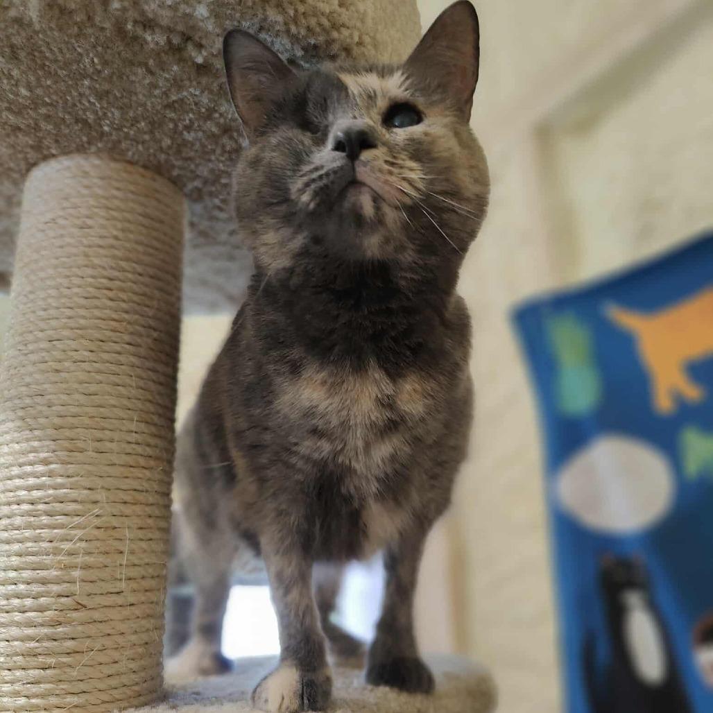 Misty - Sponsored!, a Adoptable Domestic Short Hair in Park Falls, WI image 3/4