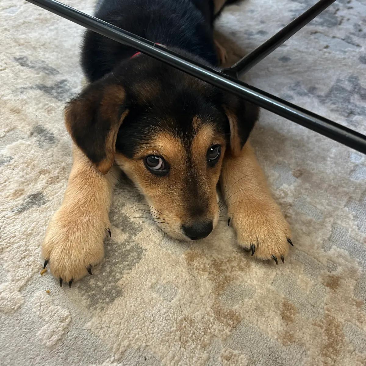 Enlarge Gil, a ADOPTABLE mixed breed in Mount Pleasant, SC image 2/2