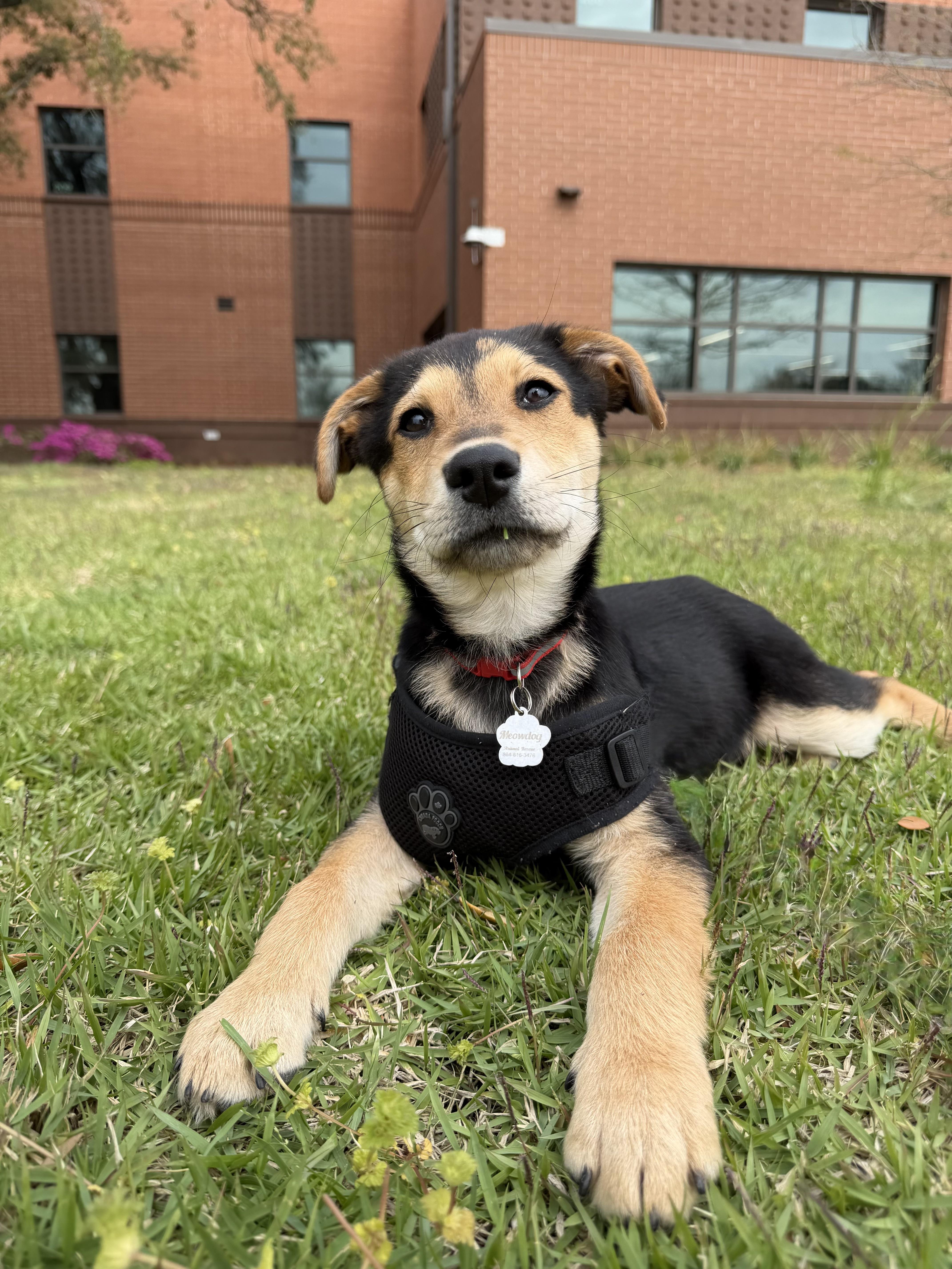 Enlarge Gil, a ADOPTABLE mixed breed in Mount Pleasant, SC image 1/2