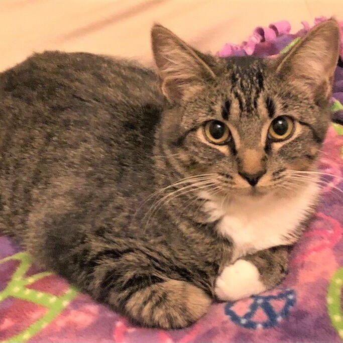 Barbie, a Adoptable Domestic Short Hair in St. George, UT image 1/6
