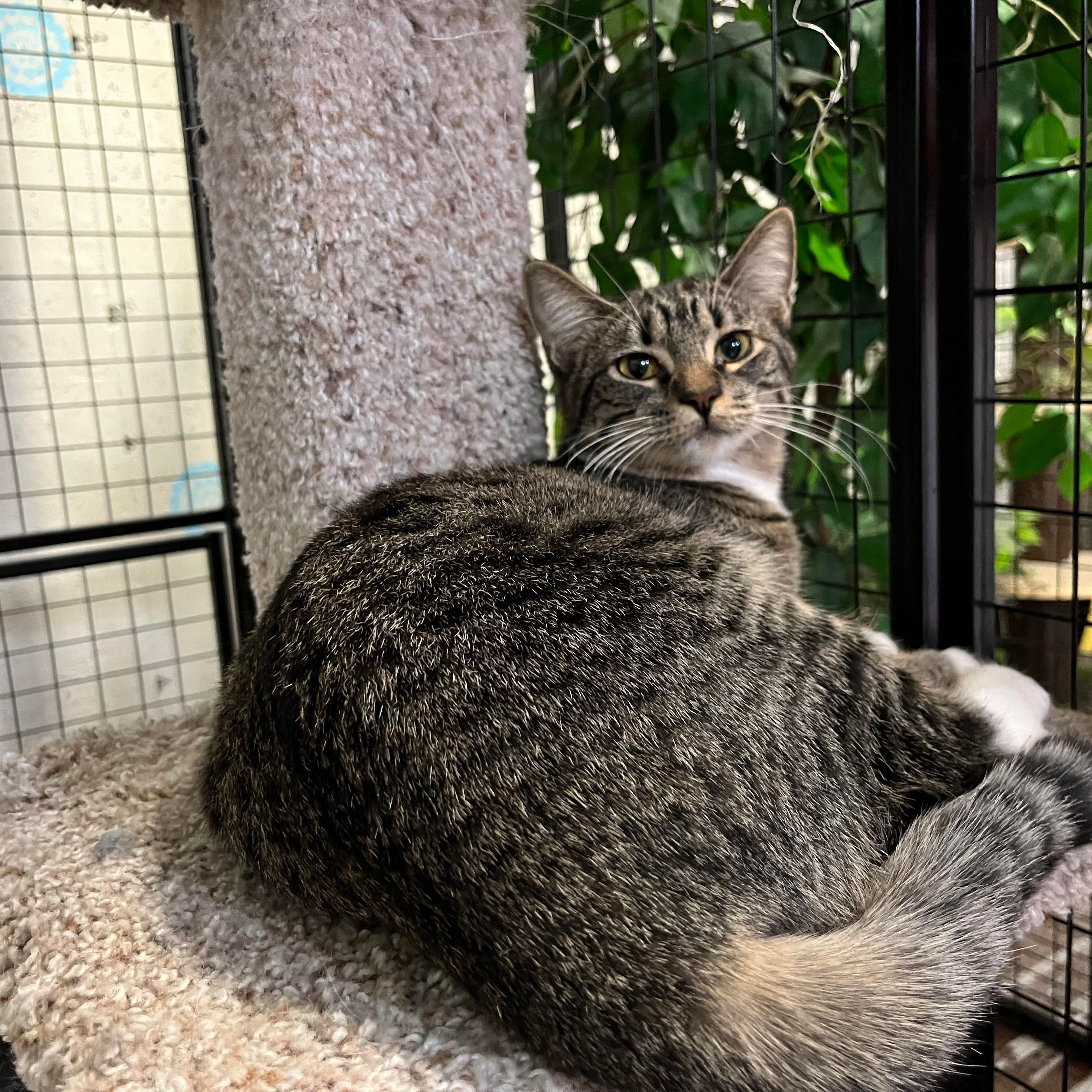 Barbie, a Adoptable Domestic Short Hair in St. George, UT image 3/6
