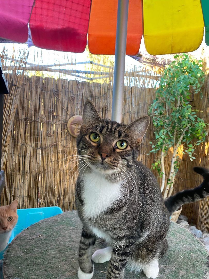 Barbie, a Adoptable Domestic Short Hair in St. George, UT image 4/6