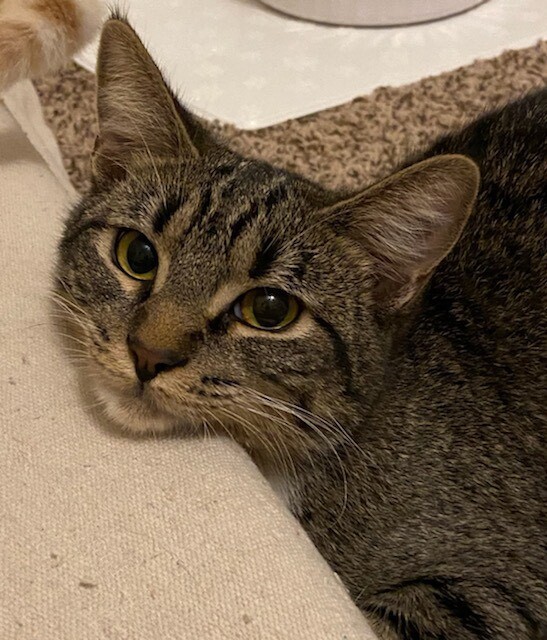 Barbie, a Adoptable Domestic Short Hair in St. George, UT image 5/6