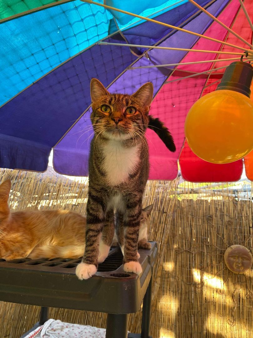Barbie, a Adoptable Domestic Short Hair in St. George, UT image 6/6