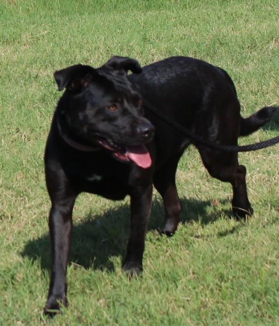 SADIE