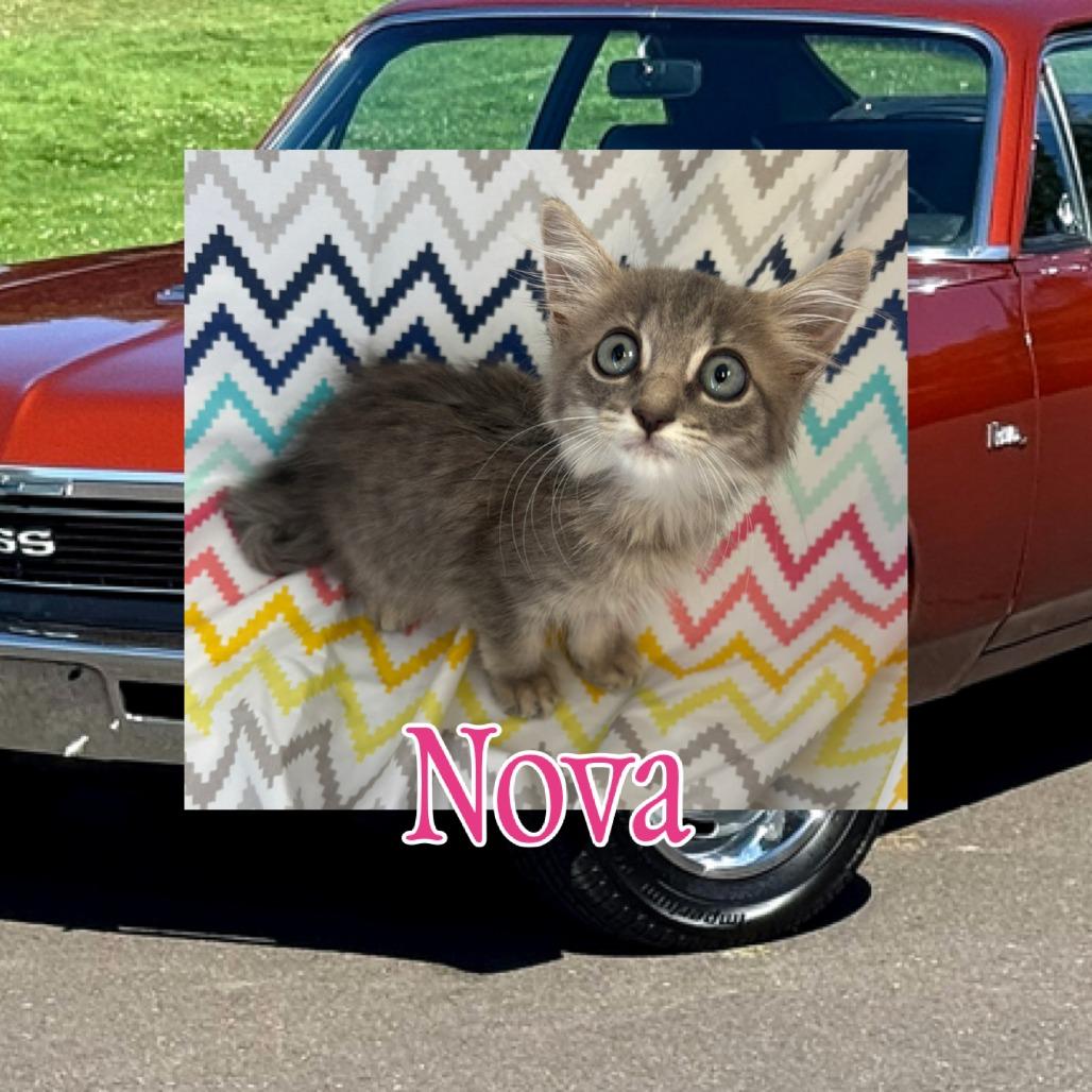 Nova, Adoptable, Kitten Female Domestic Medium Hair.