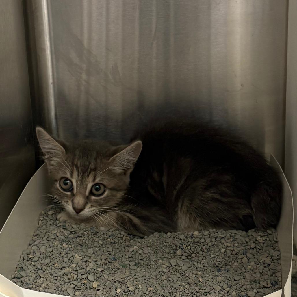 Enlarge Nova, a Adoptable Domestic Medium Hair in Royse City, TX image 2/2
