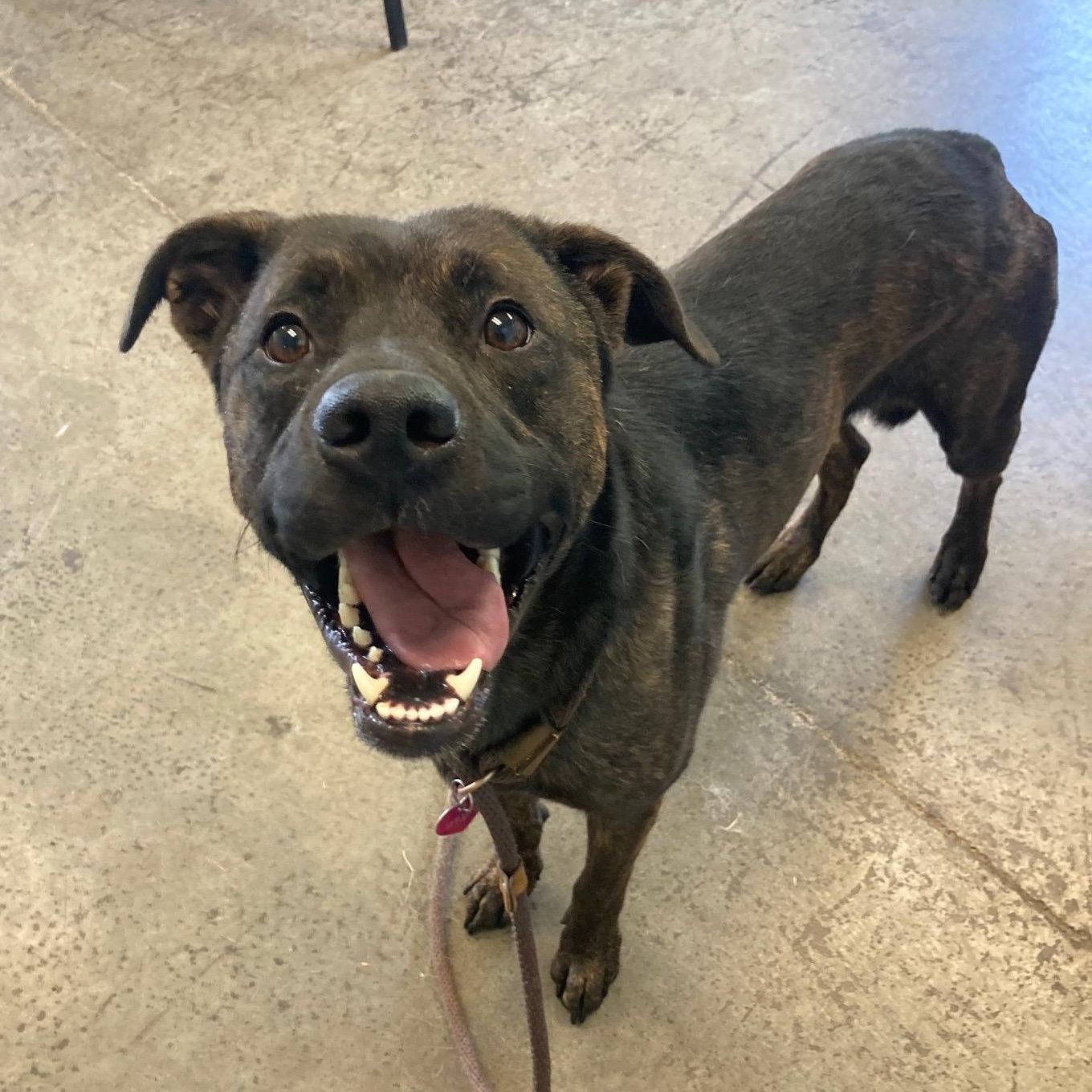 Enlarge Ichabod Crane, a Adoptable mixed breed in Mishawaka, IN image 4/5