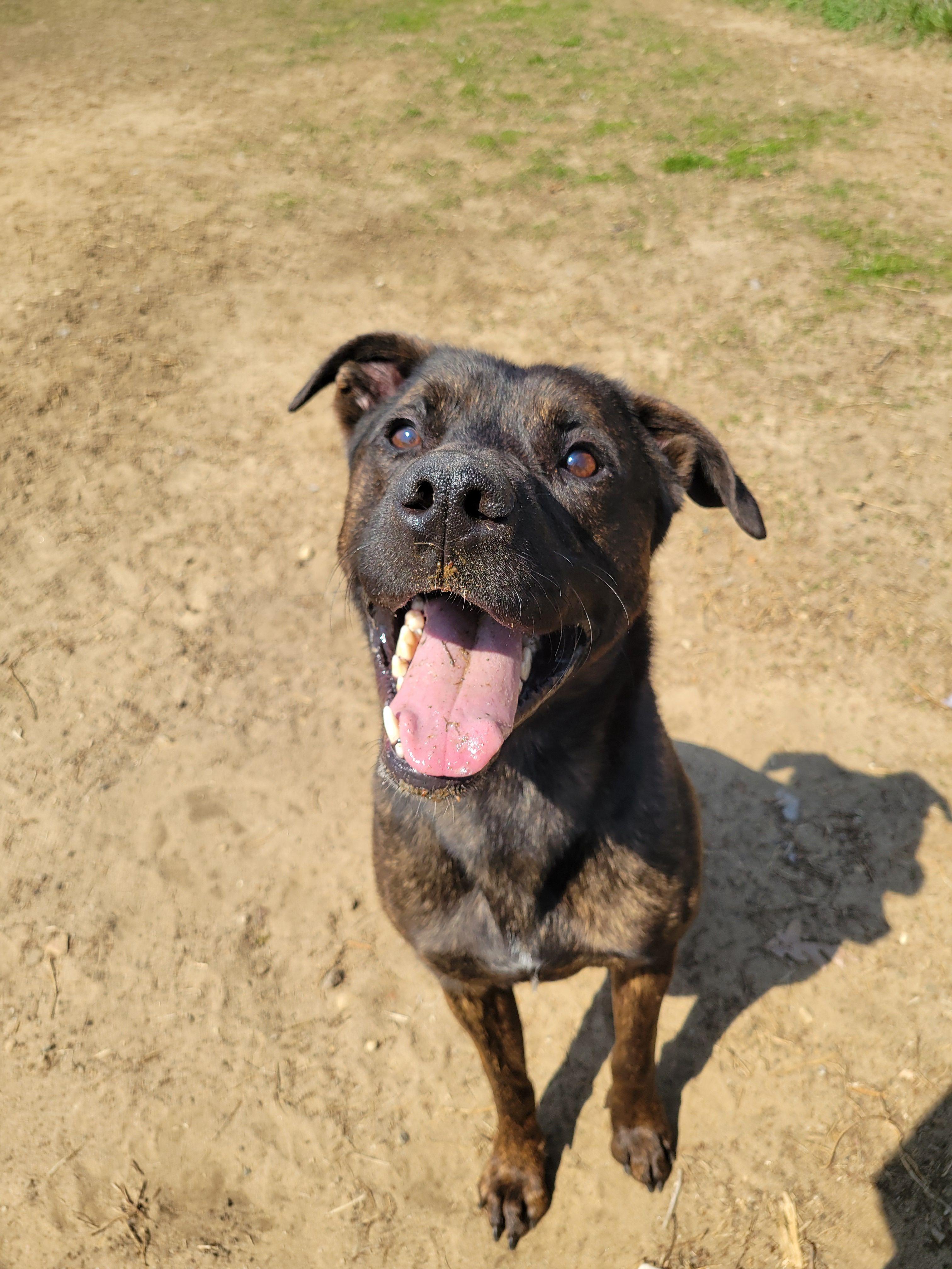 Ichabod Crane, a Adoptable mixed breed in Mishawaka, IN image 5/6