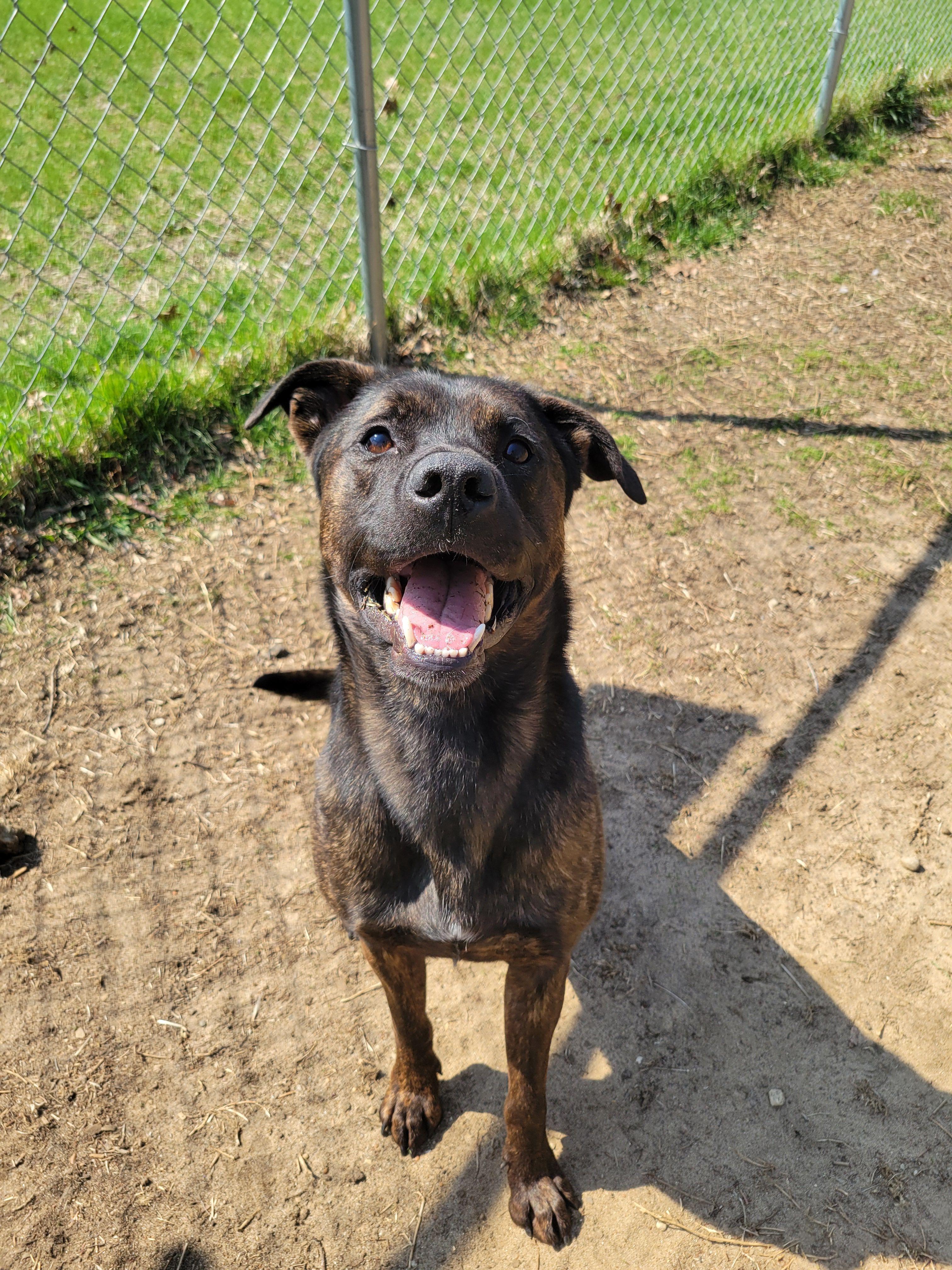 Ichabod Crane, a Adoptable mixed breed in Mishawaka, IN image 1/6
