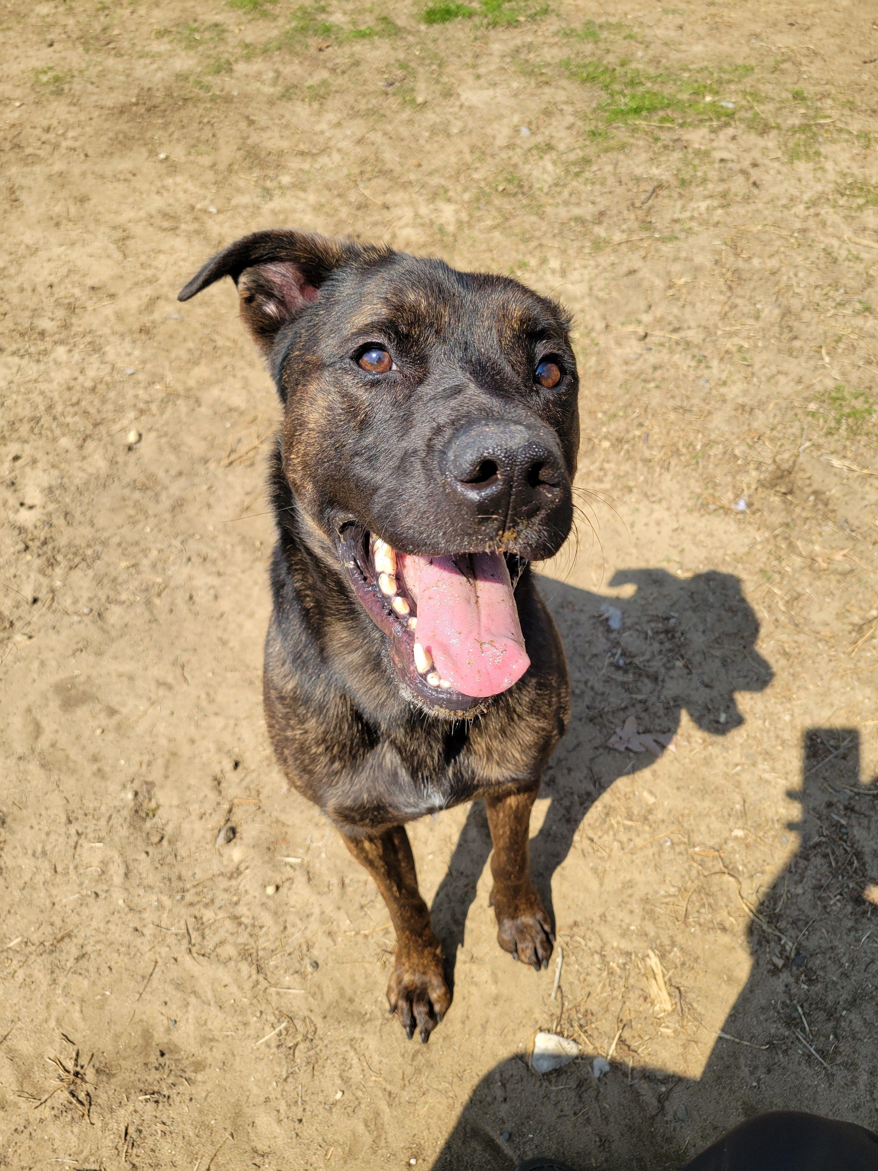 Ichabod Crane, a Adoptable mixed breed in Mishawaka, IN image 2/6