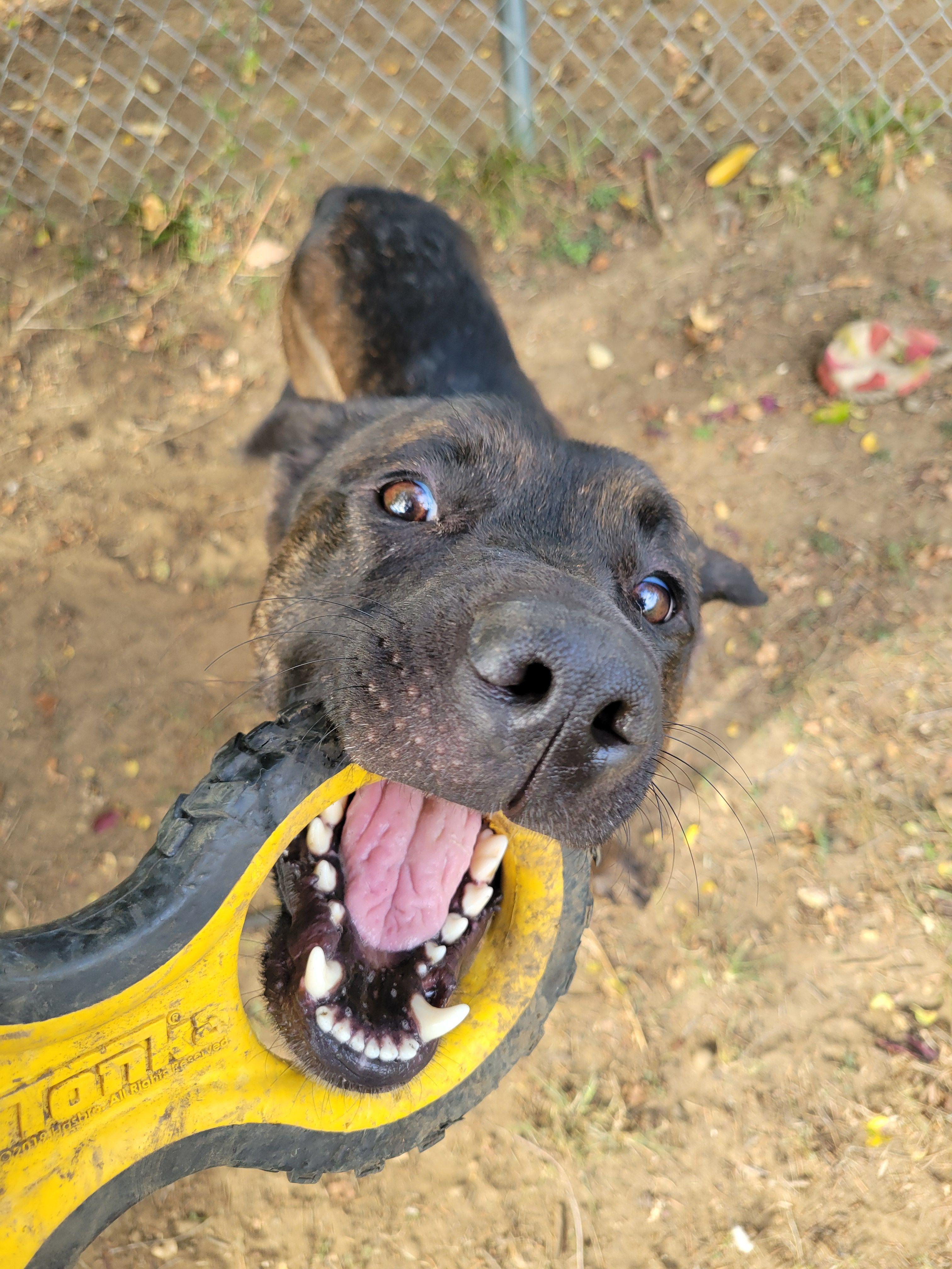 Enlarge Ichabod Crane, a Adoptable mixed breed in Mishawaka, IN image 1/5