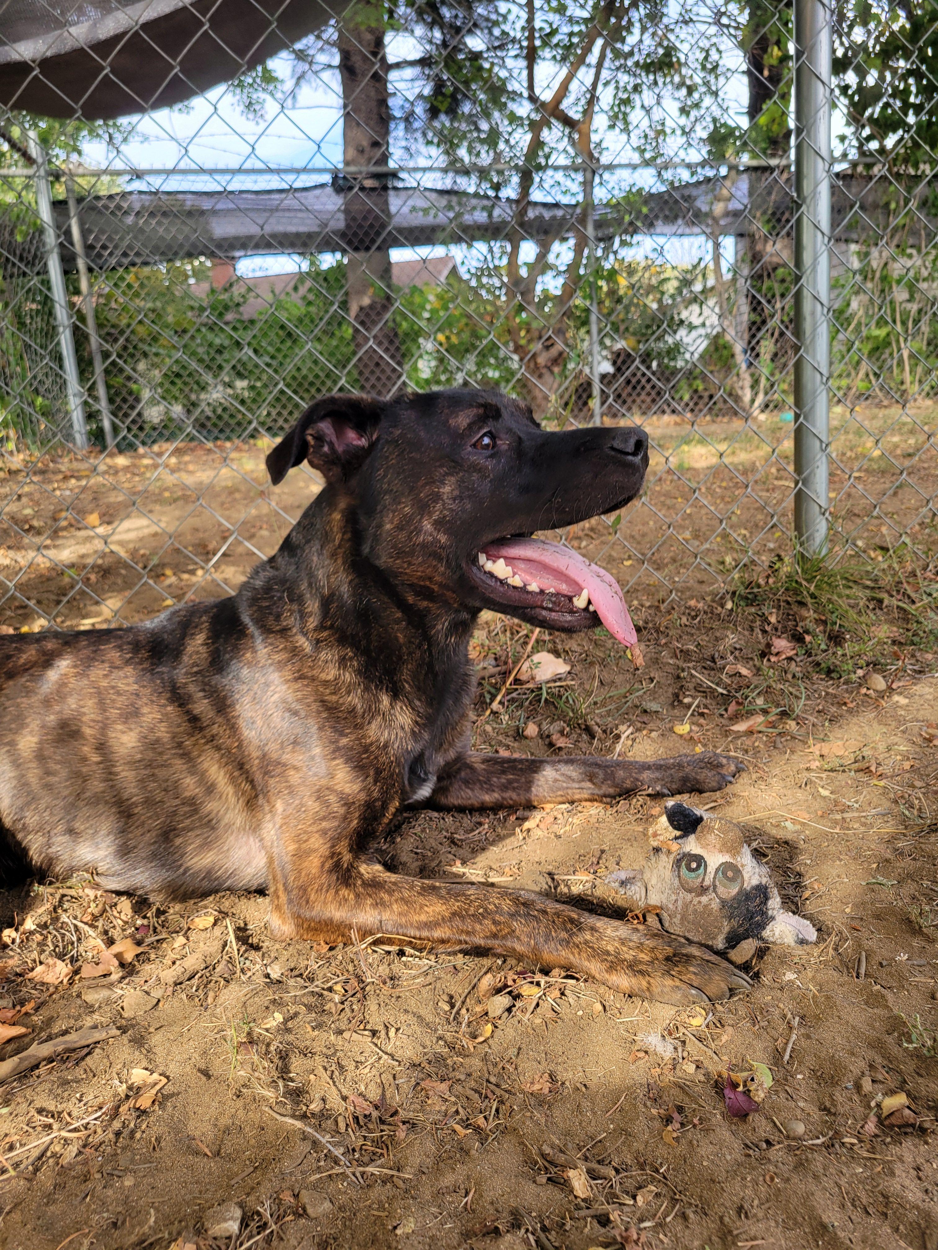 Enlarge Ichabod Crane, a Adoptable mixed breed in Mishawaka, IN image 2/5