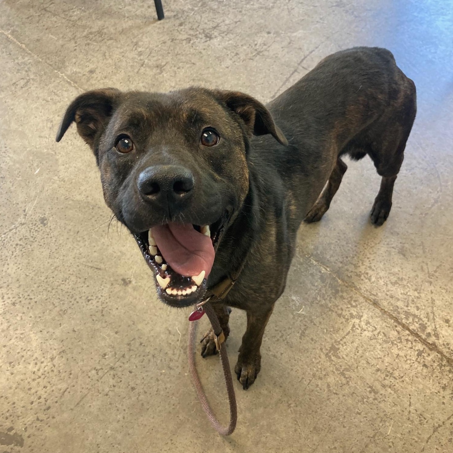 Enlarge Ichabod Crane, a Adoptable mixed breed in Mishawaka, IN image 5/5