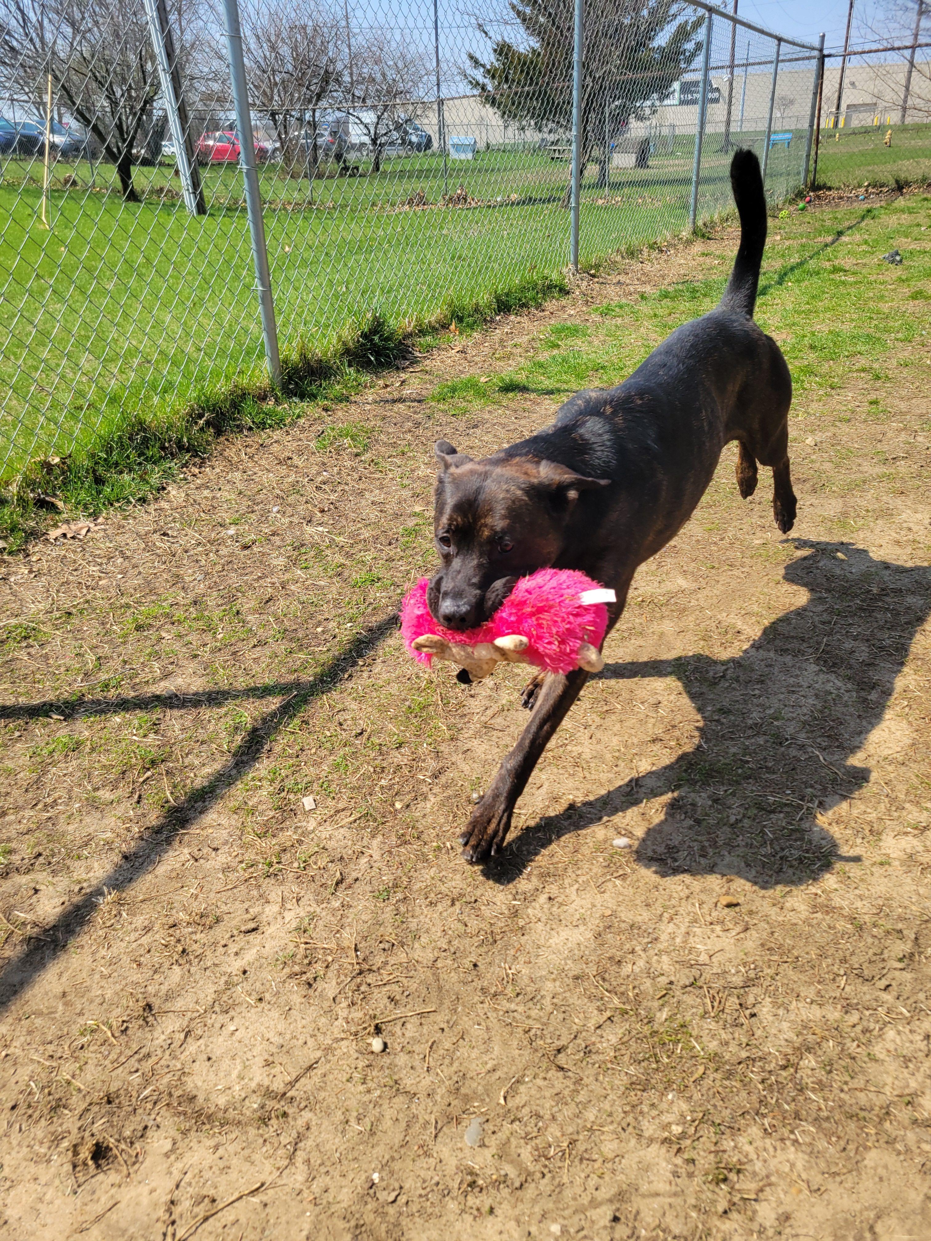 Ichabod Crane, a Adoptable mixed breed in Mishawaka, IN image 3/6