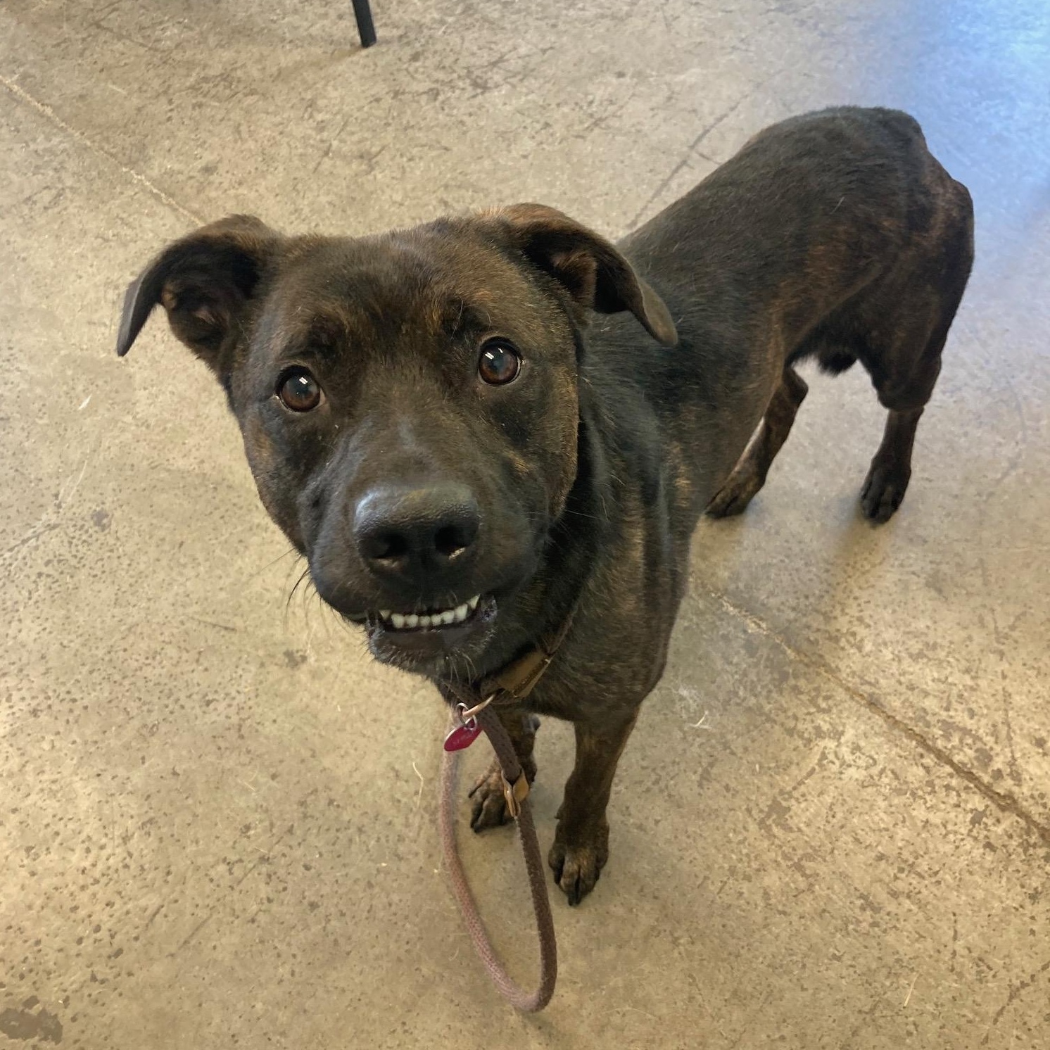 Enlarge Ichabod Crane, a Adoptable mixed breed in Mishawaka, IN image 3/5