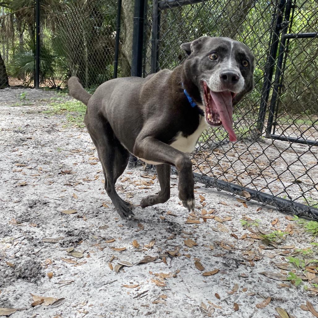 Enlarge KiKi, a Adoptable mixed breed in Port Charlotte, FL image 1/5