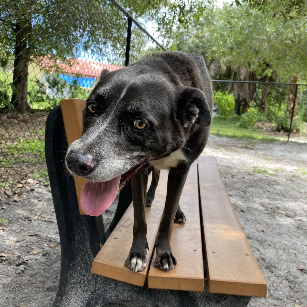 Enlarge KiKi, a Adoptable mixed breed in Port Charlotte, FL image 2/5