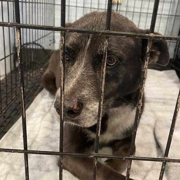 Enlarge KiKi, a Adoptable mixed breed in Port Charlotte, FL image 3/5