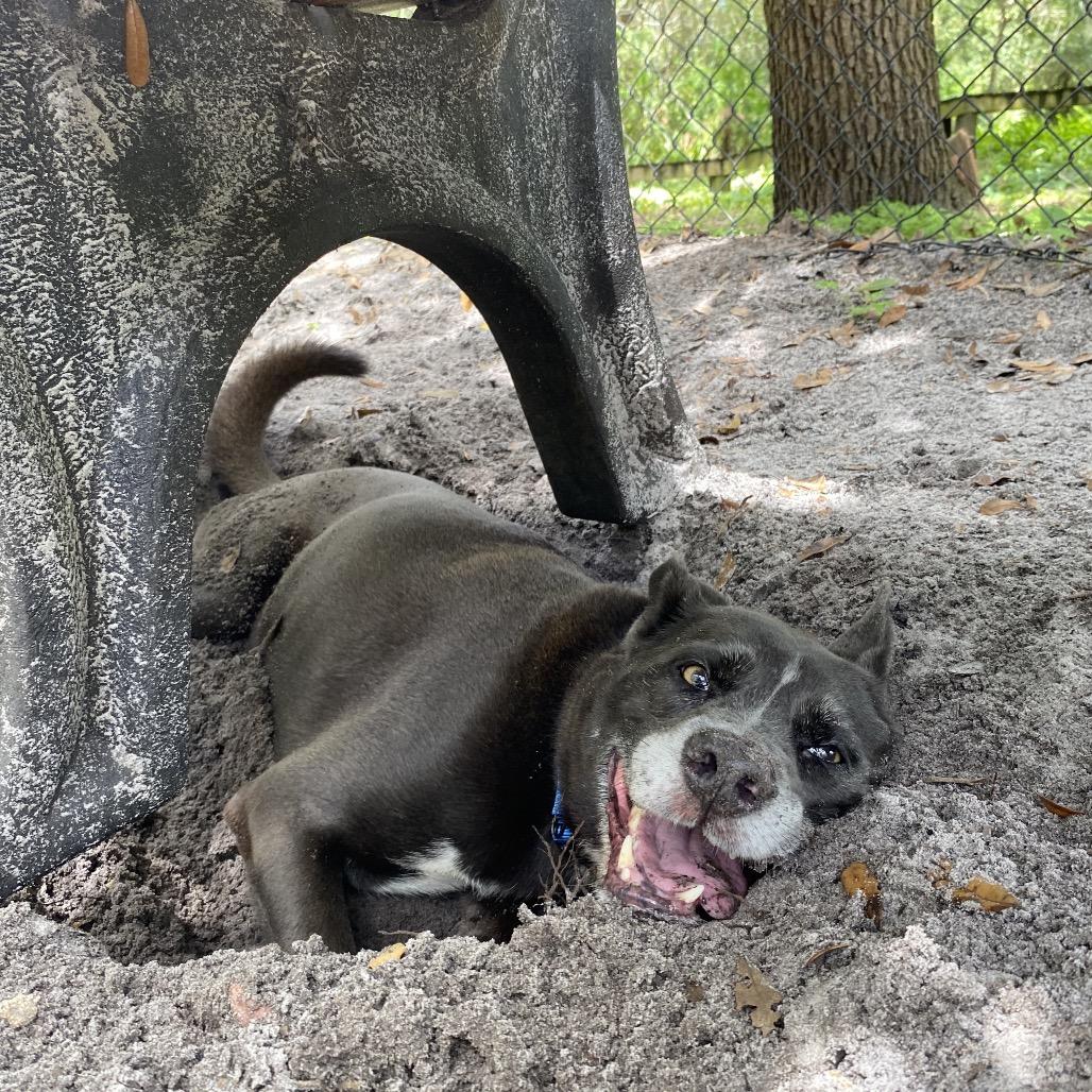 Enlarge KiKi, a Adoptable mixed breed in Port Charlotte, FL image 4/5