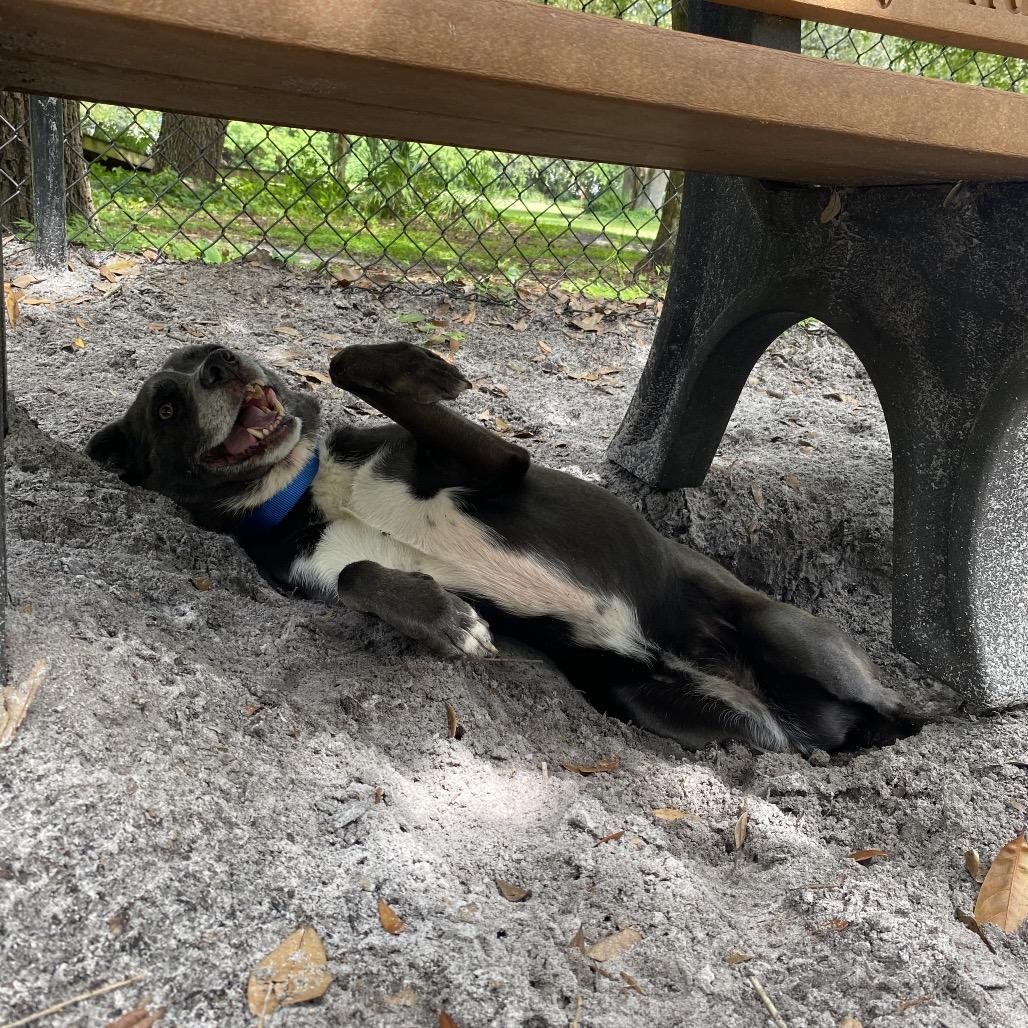 Enlarge KiKi, a Adoptable mixed breed in Port Charlotte, FL image 5/5
