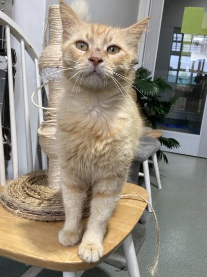 Tanner, Adoptable, Adult Male Domestic Medium Hair & Domestic Short Hair.