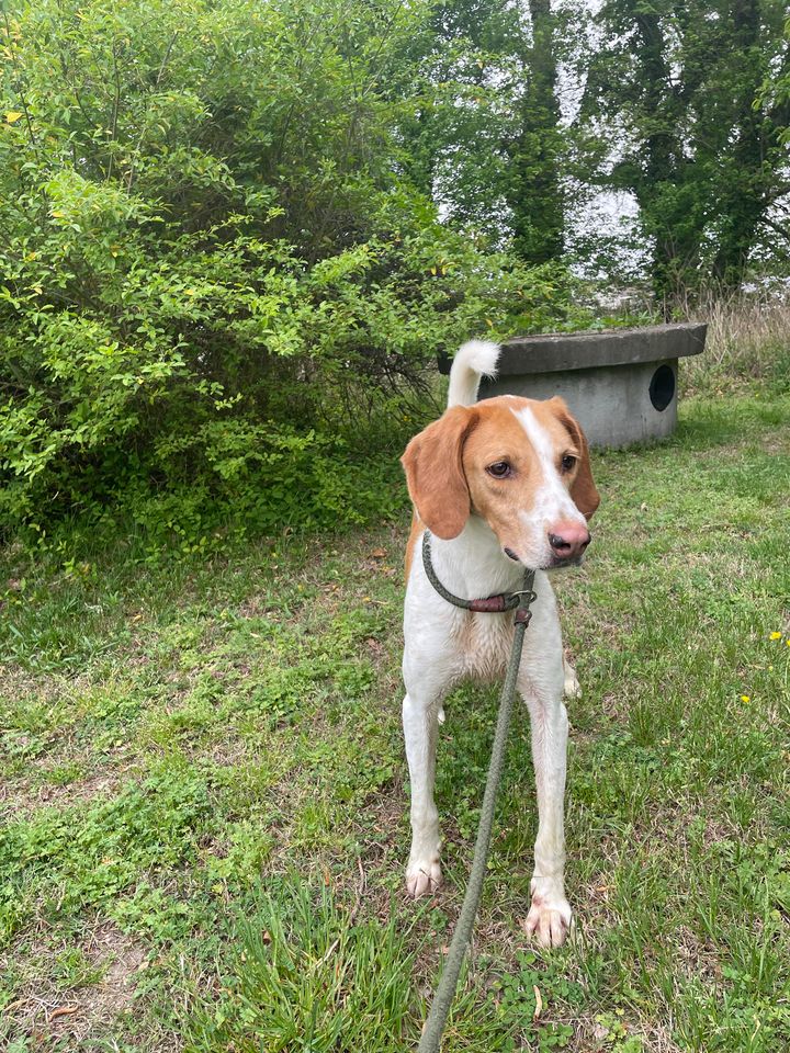 Enlarge BUDDY, a Adoptable Foxhound in Tappahannock, VA image 2/5
