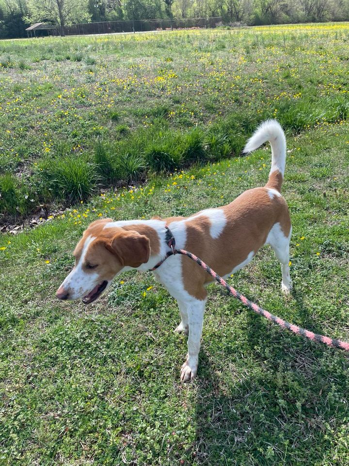 Enlarge BUDDY, a Adoptable Foxhound in Tappahannock, VA image 3/5