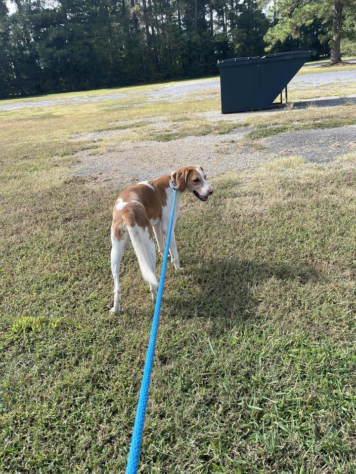 Enlarge BUDDY, a Adoptable Foxhound in Tappahannock, VA image 4/5