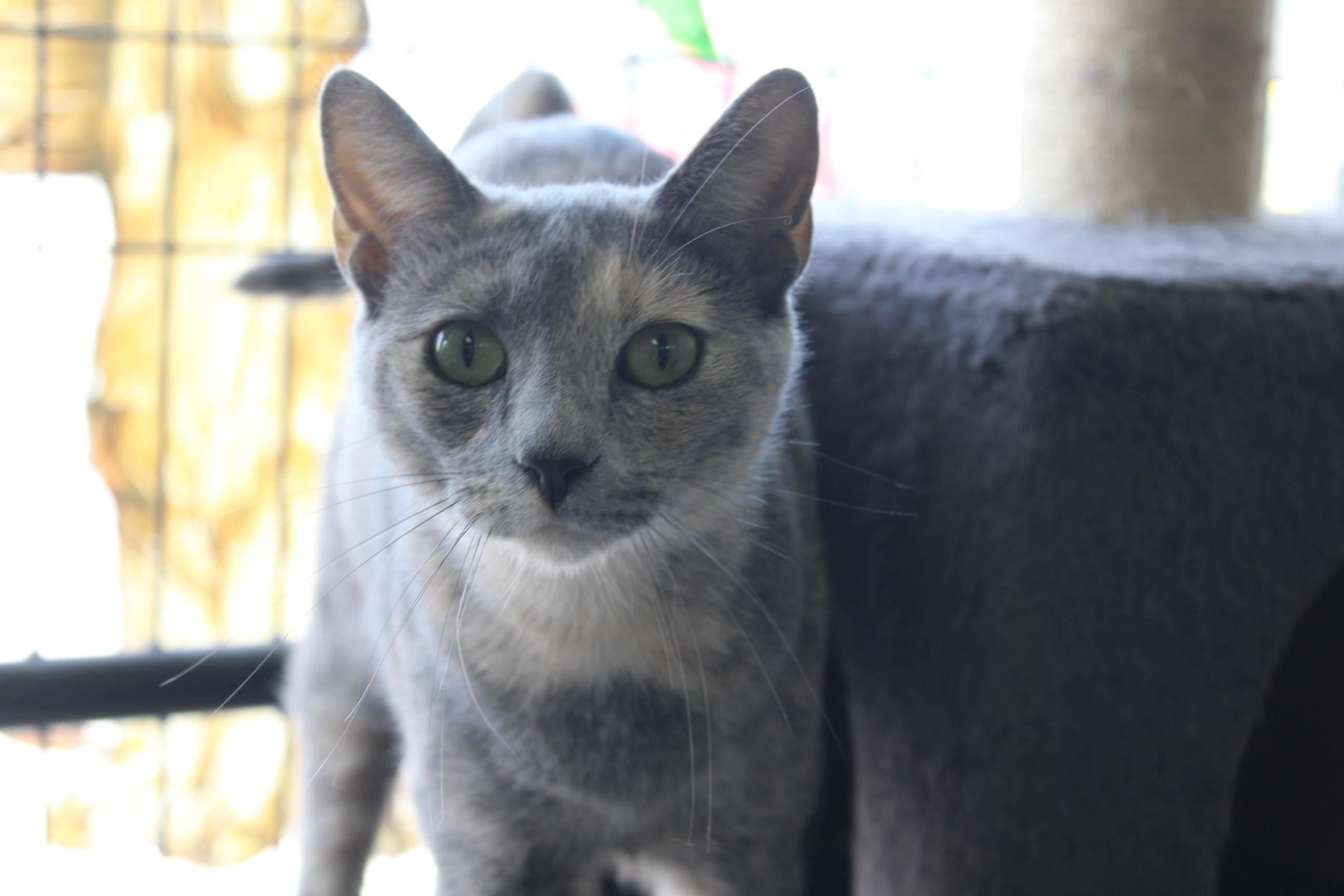 Persephone, Adoptable, Young Female Dilute Calico.