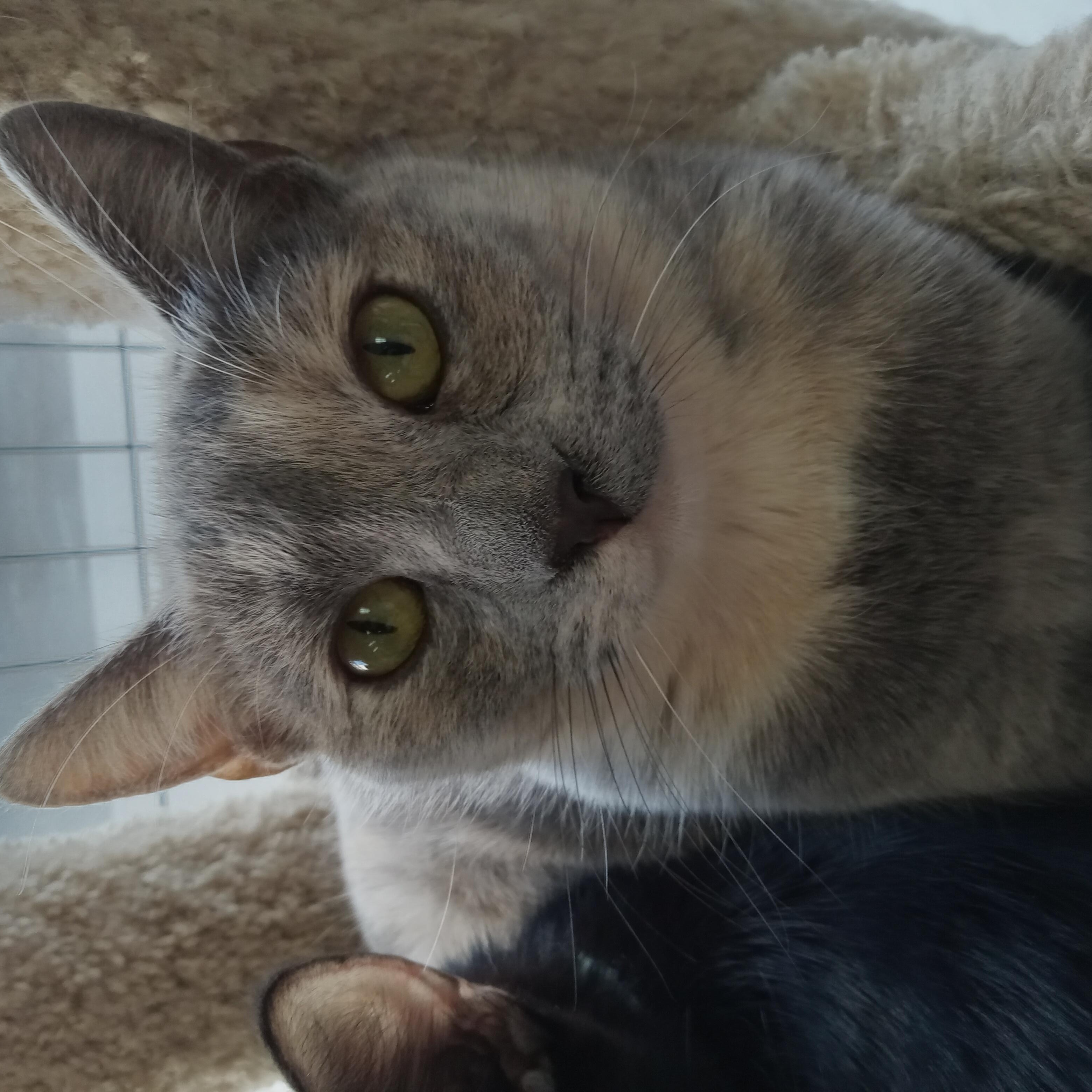 Persephone, an adoptable Dilute Calico in Yuma, AZ, 85364 | Photo Image 3