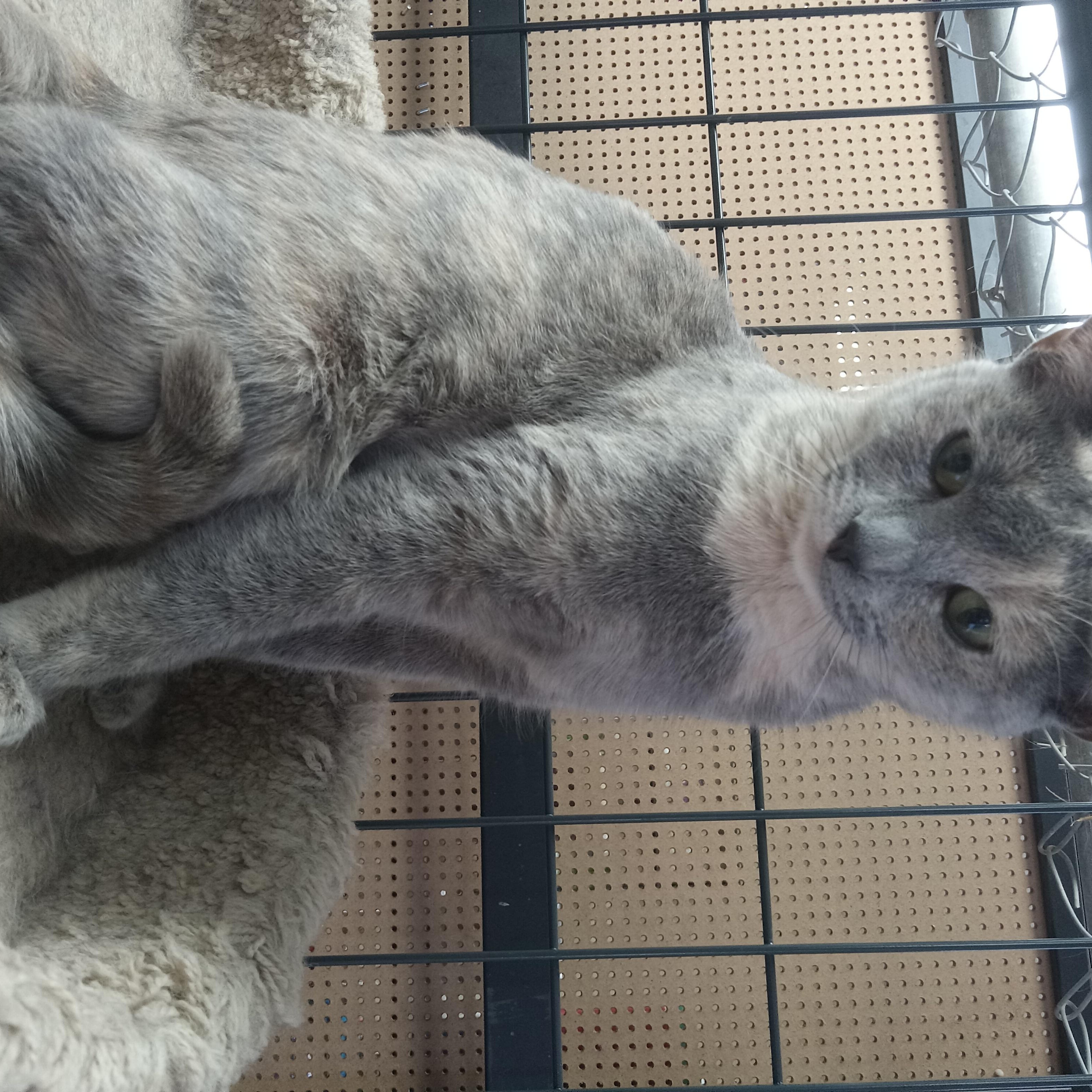 Persephone, an adoptable Dilute Calico in Yuma, AZ, 85364 | Photo Image 2