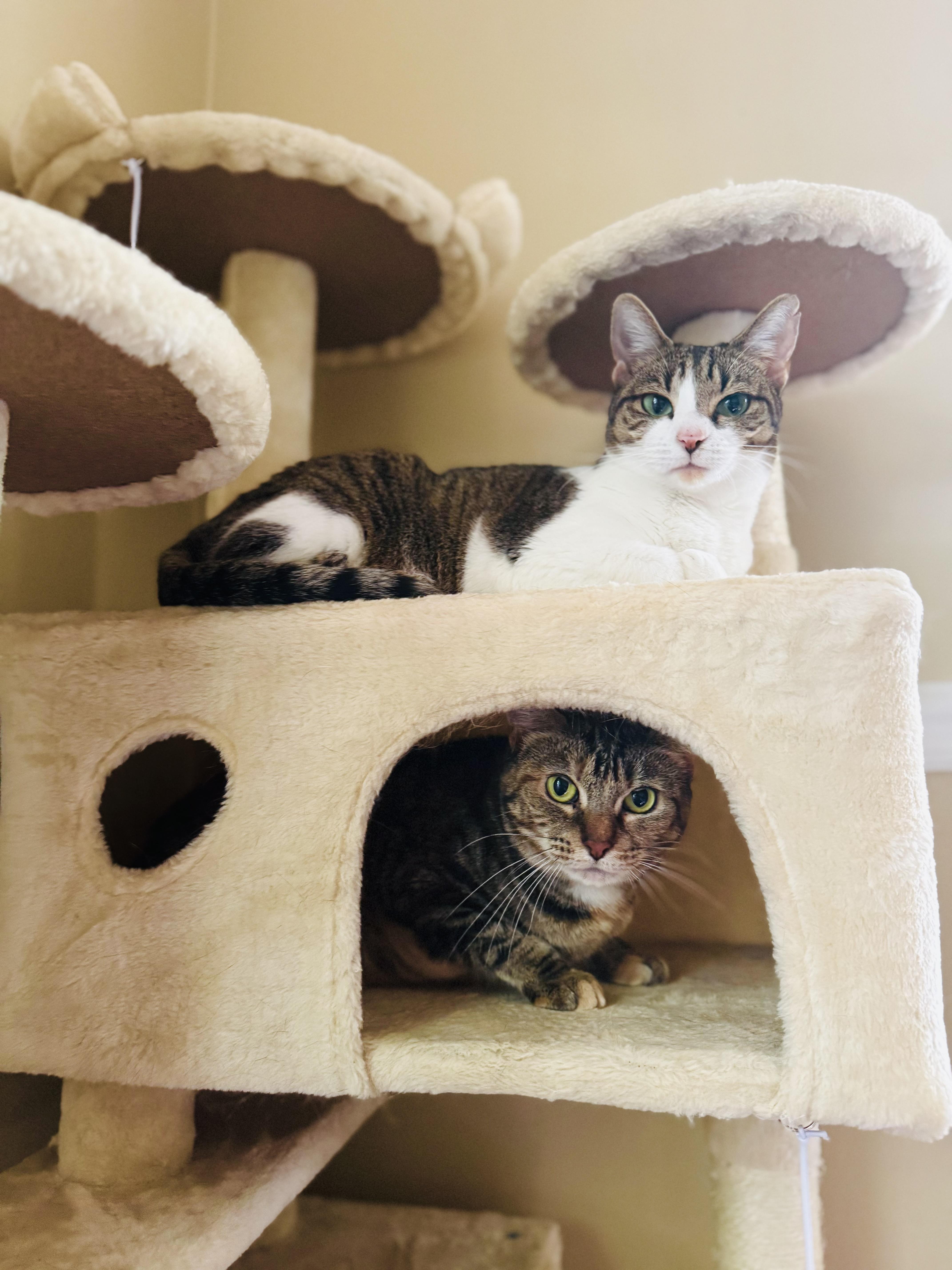 Beaver & Tiger, Adoptable, Senior Female Domestic Short Hair & Torbie.