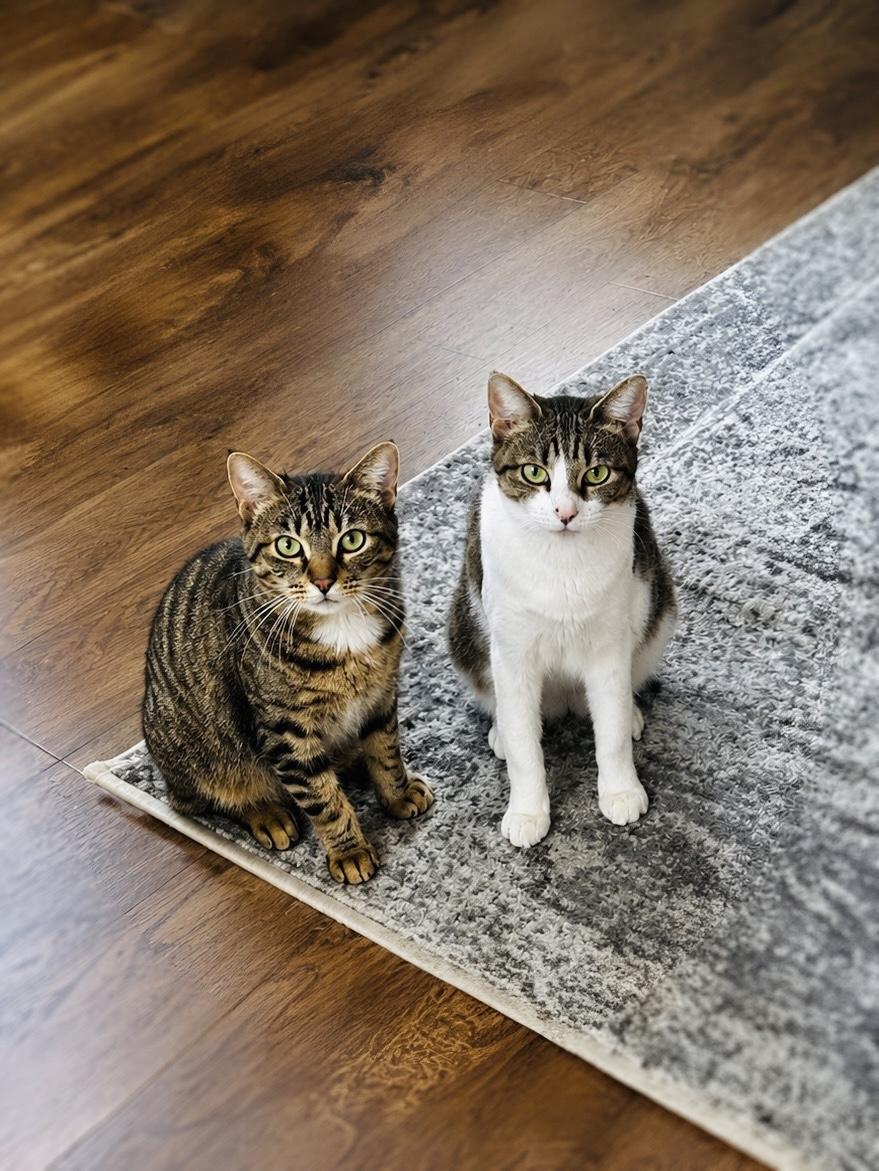 Beaver & Tiger, Adoptable, Senior Female Domestic Short Hair & Torbie.