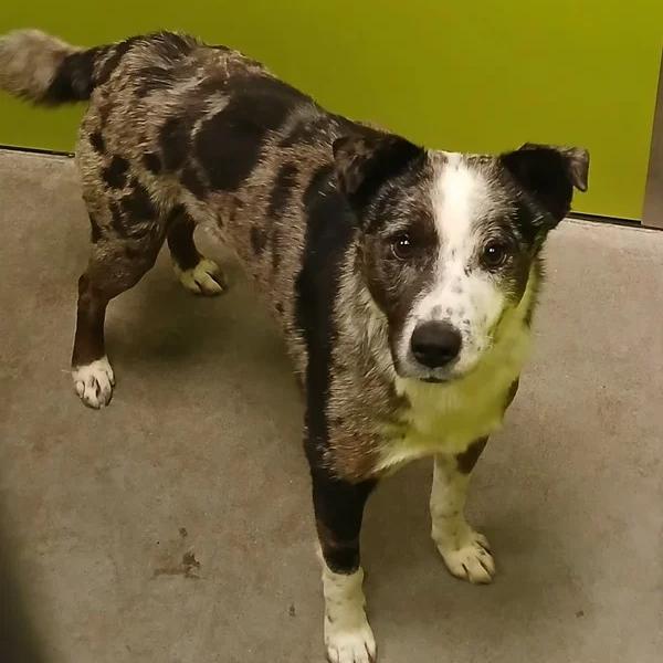 Enlarge Buster, a Adoptable mixed breed in Spokane, WA image 1/2