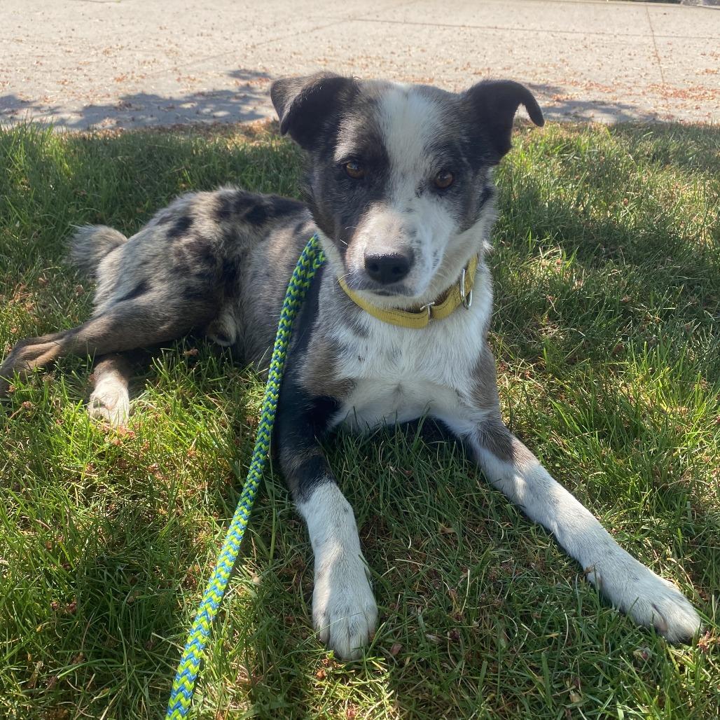 Enlarge Buster, a Adoptable mixed breed in Spokane, WA image 2/2