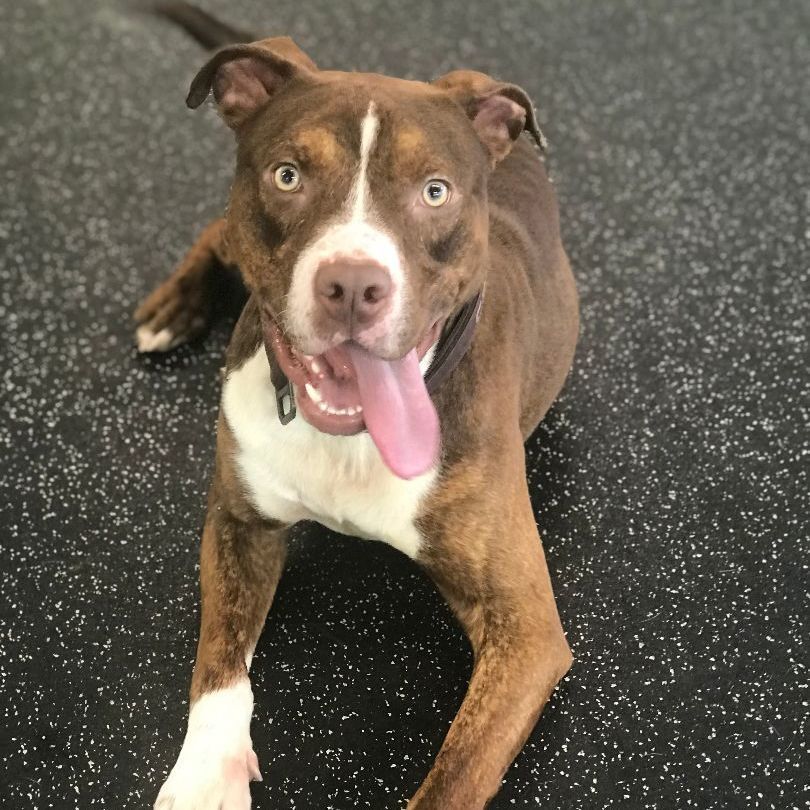 Enlarge LESTER, a Adoptable mixed breed in Belmont, NY image 1/6