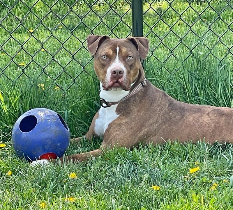 Enlarge LESTER, a Adoptable mixed breed in Belmont, NY image 2/6