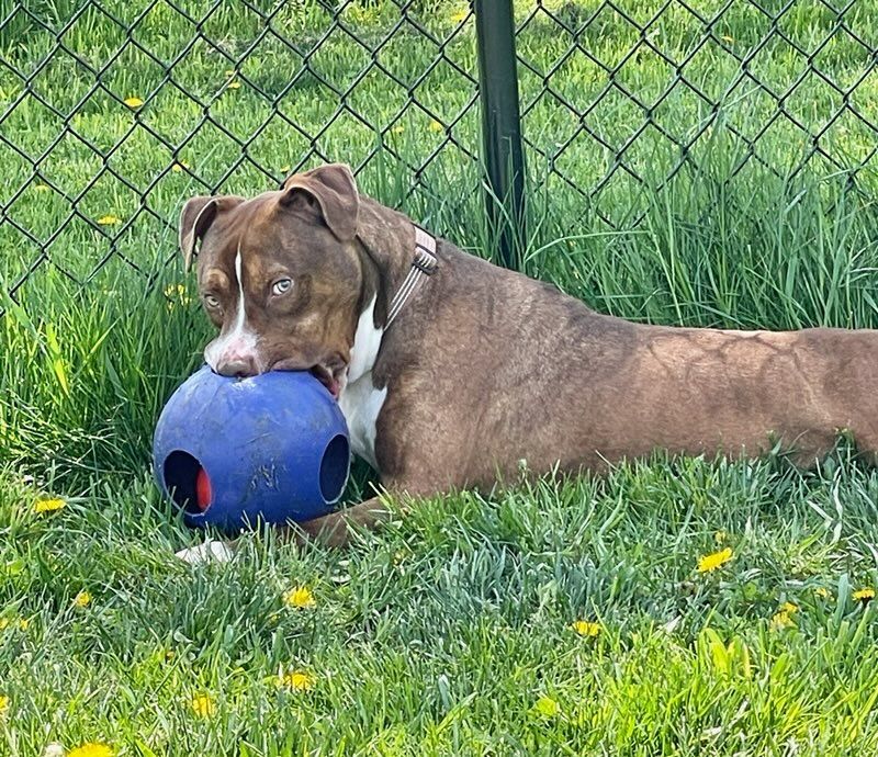 Enlarge LESTER, a Adoptable mixed breed in Belmont, NY image 3/6