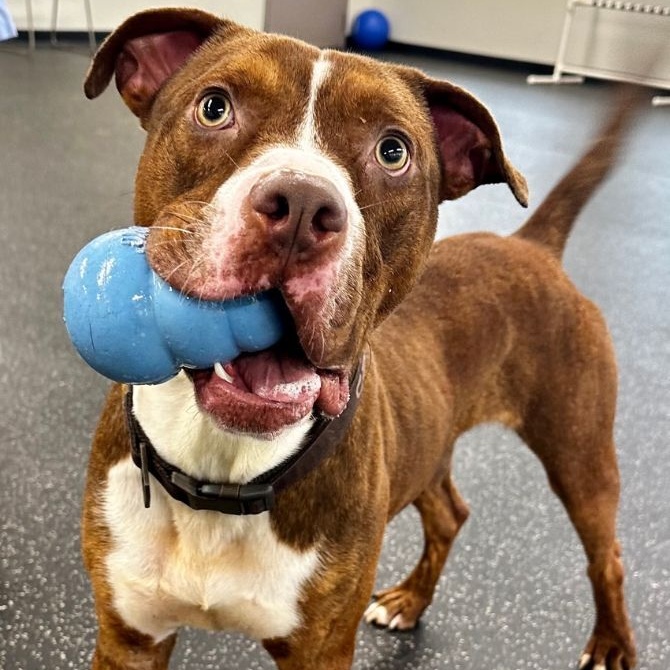 Enlarge LESTER, a Adoptable mixed breed in Belmont, NY image 2/6