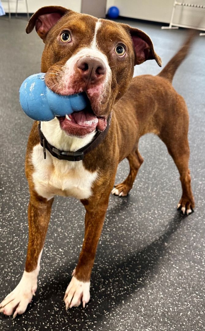 Enlarge LESTER, a Adoptable mixed breed in Belmont, NY image 4/6