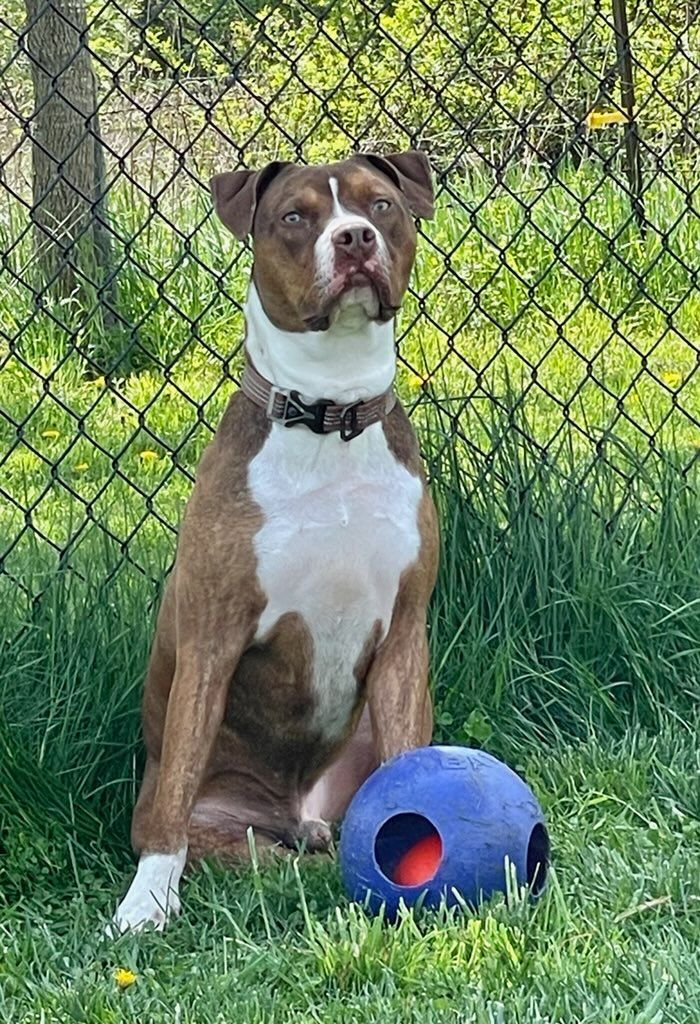 Enlarge LESTER, a Adoptable mixed breed in Belmont, NY image 5/6