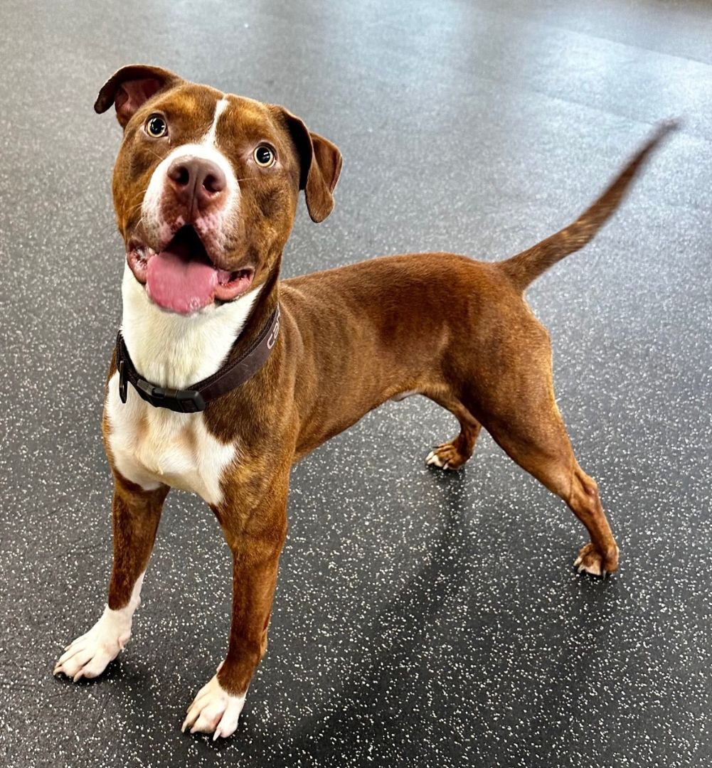 Enlarge LESTER, a Adoptable mixed breed in Belmont, NY image 6/6