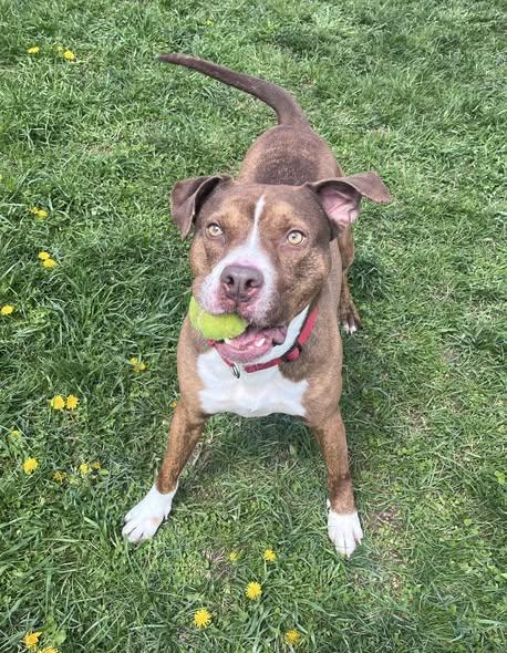 Enlarge LESTER, a Adoptable mixed breed in Belmont, NY image 1/5