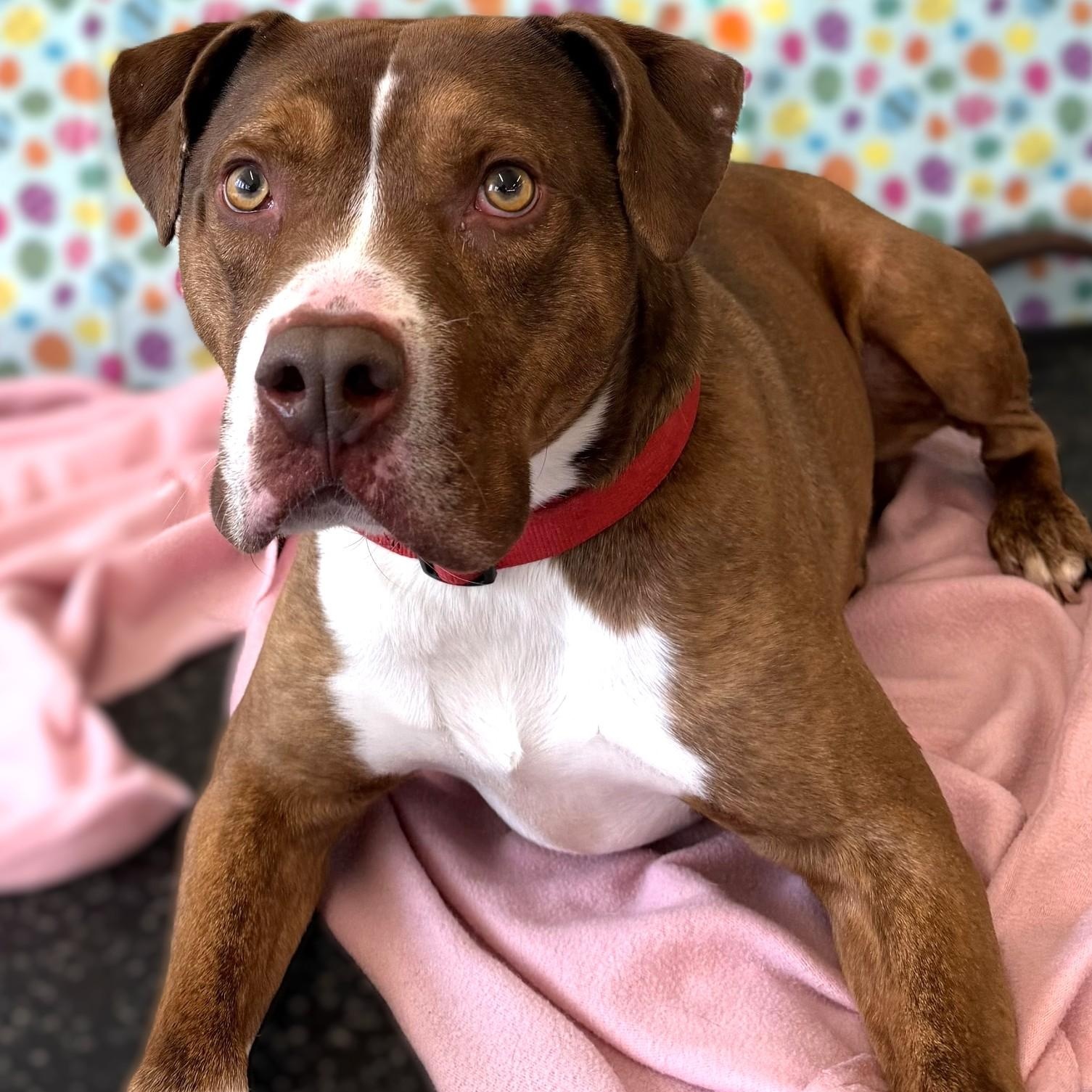 LESTER, Adoptable, Adult Male Pit Bull Terrier.
