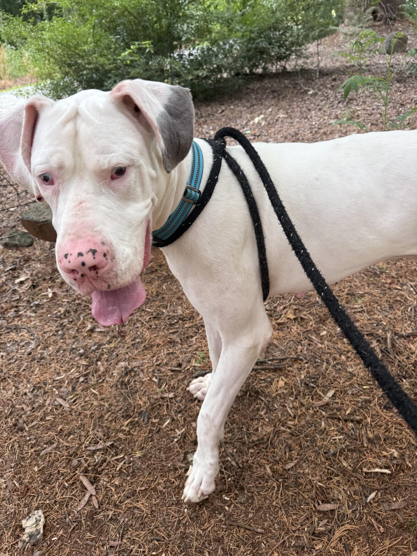 Ghost, a ADOPTABLE Great Dane in Salisbury, NC image 2/4
