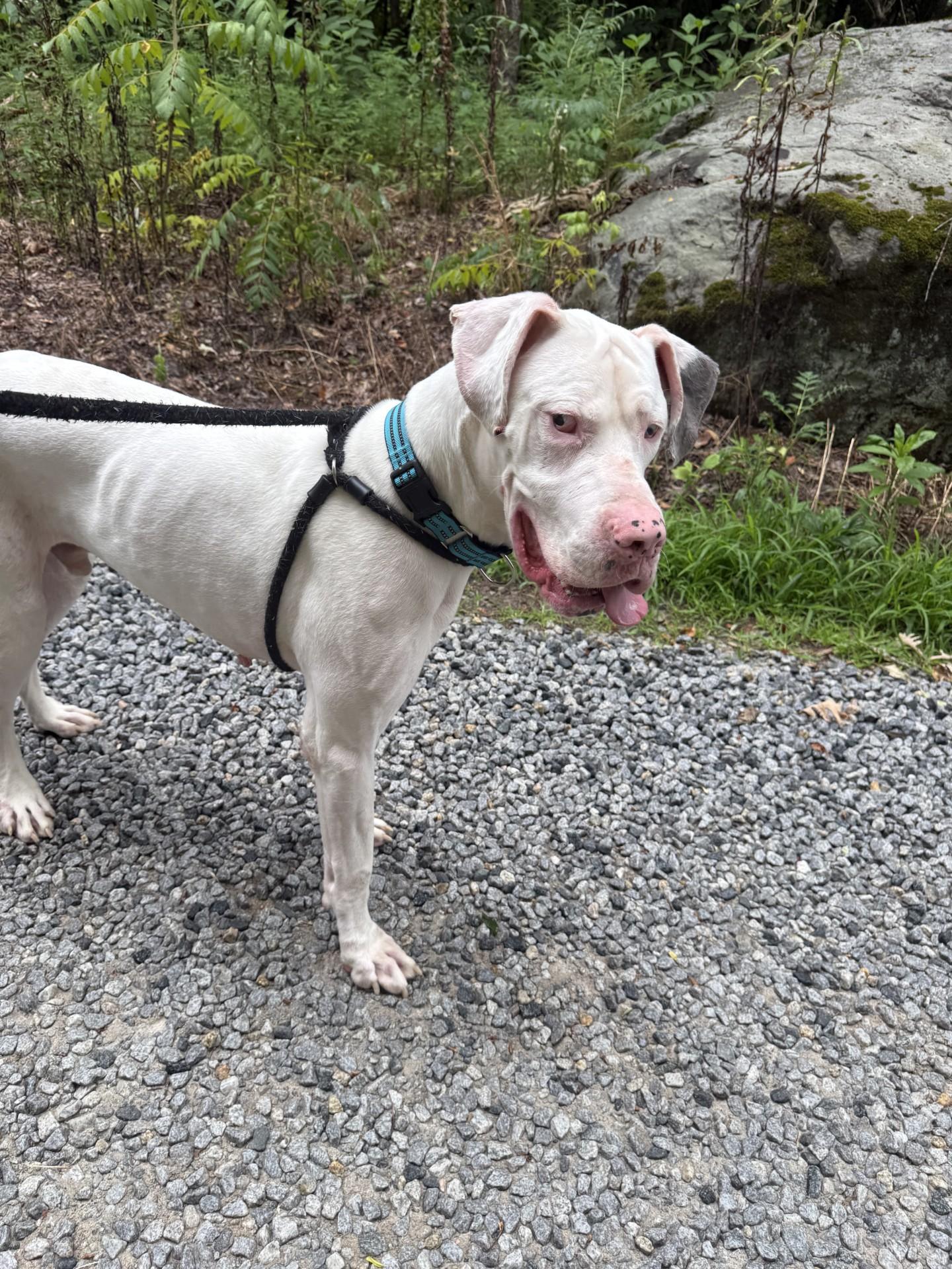 Ghost, a ADOPTABLE Great Dane in Salisbury, NC image 3/4